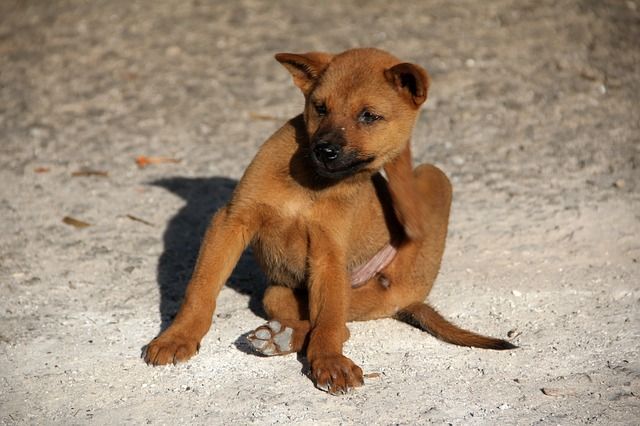 Cachorro-con-pulgas