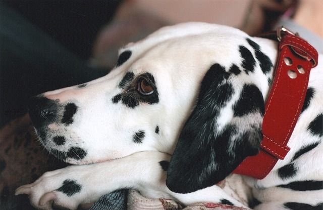 Cachorro-con-pulgas