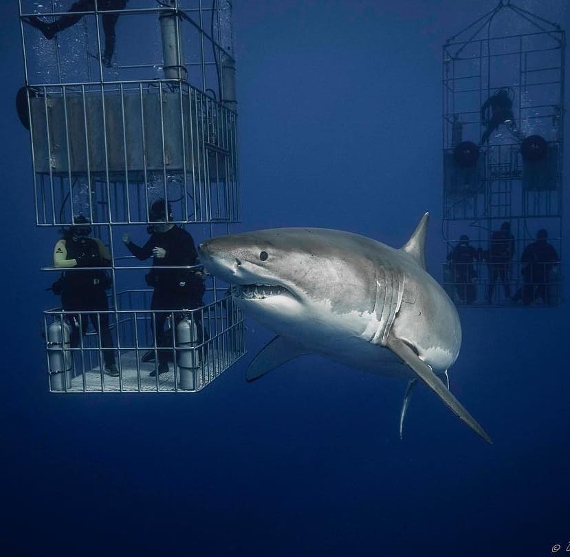 Isla Guadalupe