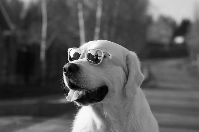 Labrador-con-lentes-de-sol