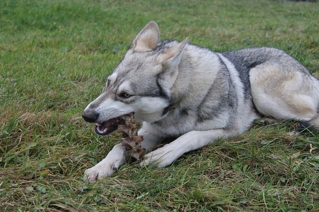 Lobo-comiendo-hueso