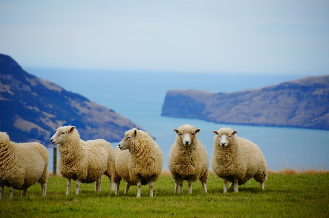 Nueva-Zelanda