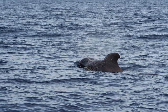 Ballenas-en-Madeira