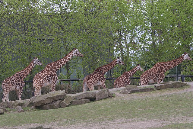 Dublin-zoo