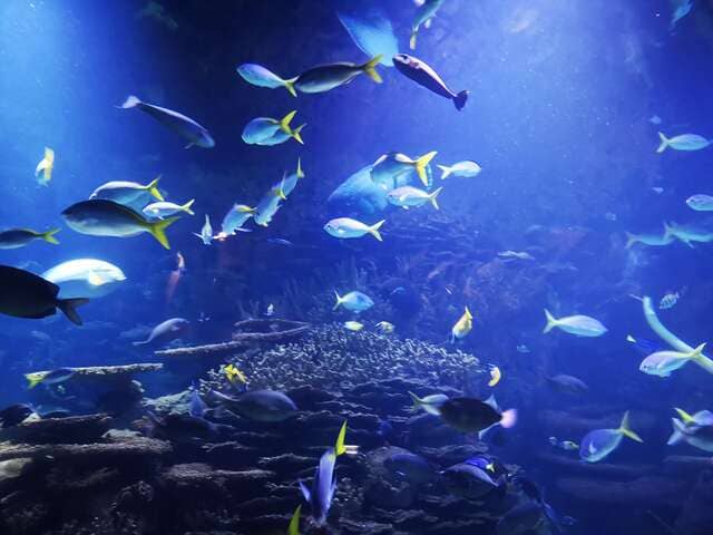 peces-en-el-Oceanographic