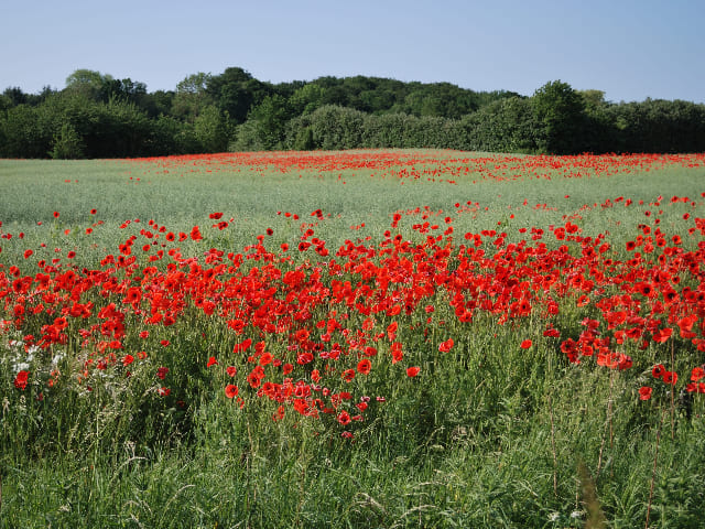 Amapolas-en-Parets-del-Valles