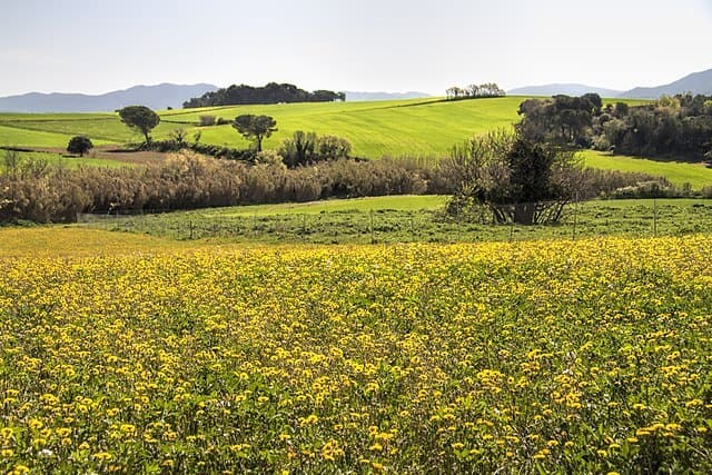 Campos-de-colza-en-Estany-de-Gallecs