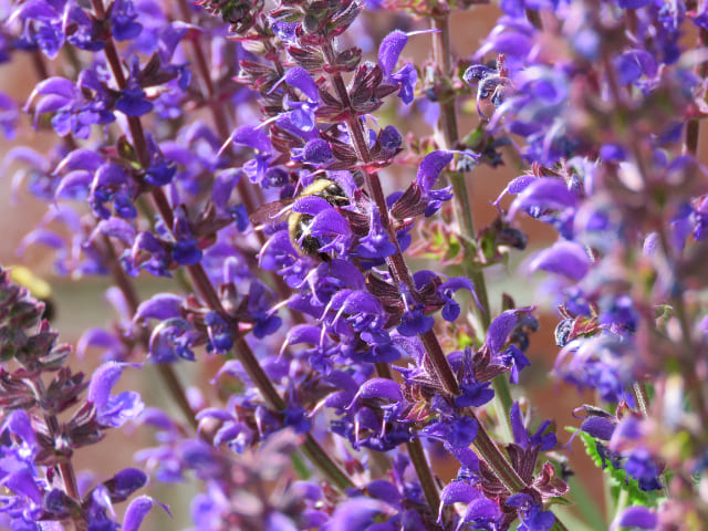 Lavanda-en-Mas-Sampera