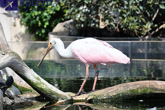 Zona-de-Humedales-y-Aviario-oceanografic