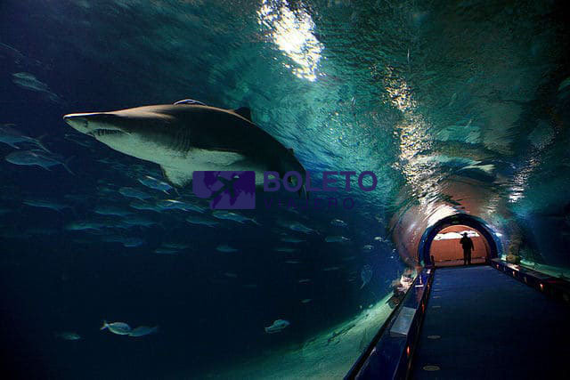 Zona-de-Oceanos-Oceanografic