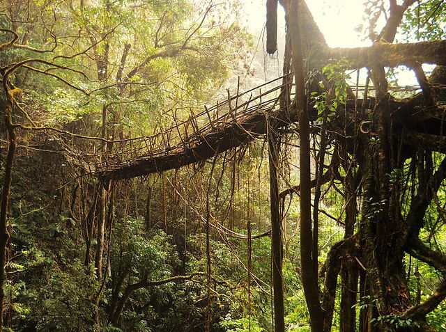 Puentes-Living-root-India